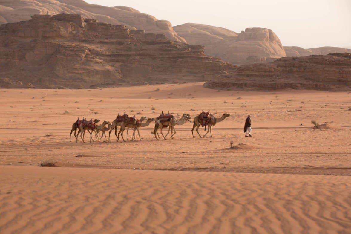 camels in jordan desert